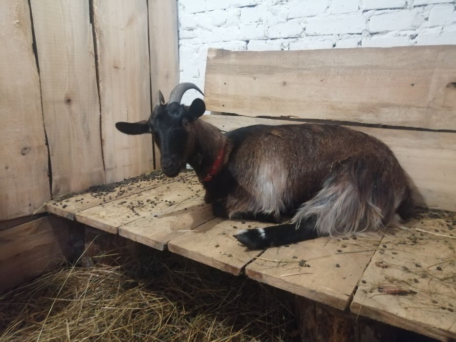 Коза не кітна 1000 грн