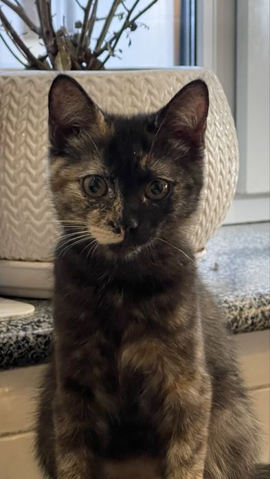 Кошенята, котики