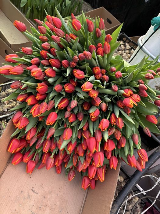 Тюльпан Україна від виробника в наявності