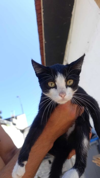 Gatos para adoção