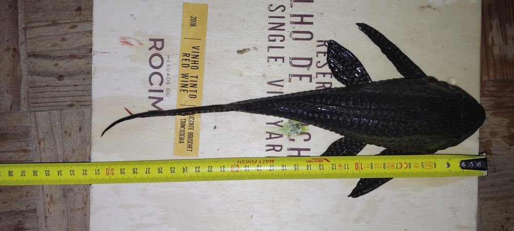 Peixe pleco muito sociavel no aquario