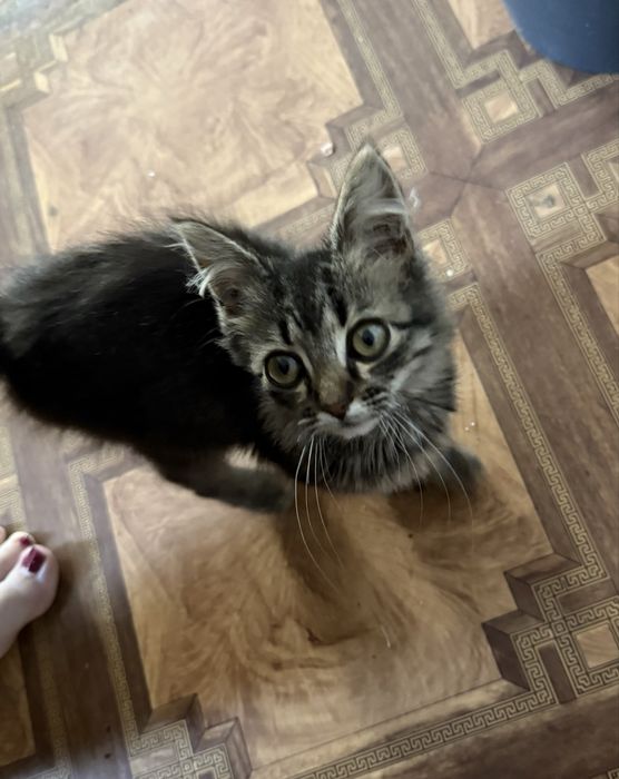 Віддам в добрі руки. Терміново