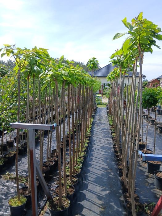 Bonsai  GRAB  sprzedam ŁEBNO