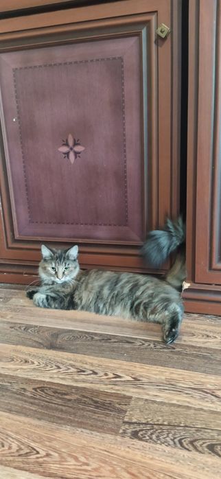 Отдам пушистого котенка лесного окраса, девочка, 5 месяцев, привита