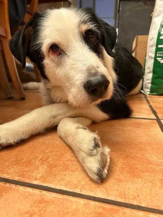 cão para adoção responsável