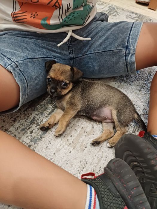 Cadela miniatura