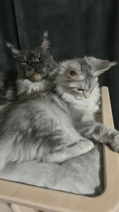 Чудове кошеня мейн кун родовід клубу