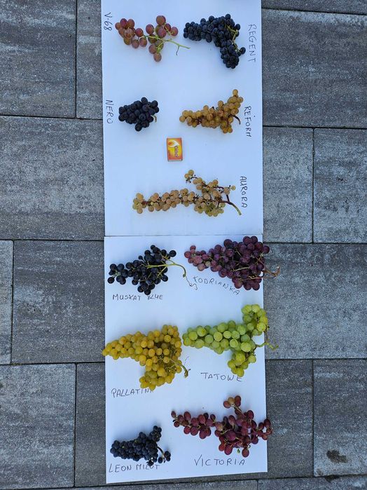 Sztobry winogrona, winogron 2zł różne odmiany Deser i Przerób nadwyżki