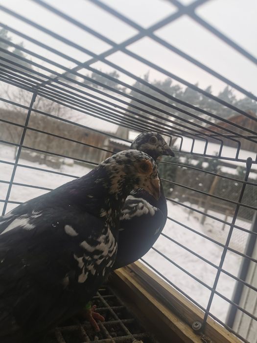 Gołębie pocztowe tygrysy