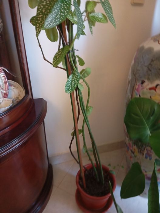 Vendo planta, Chuva de Prata