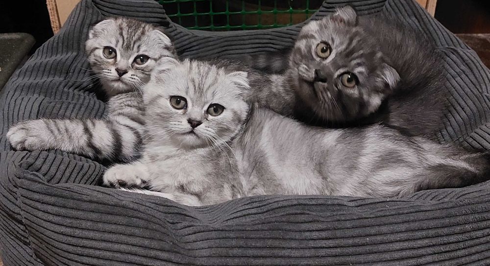 Шотландські кошенята (скотіш фолд)