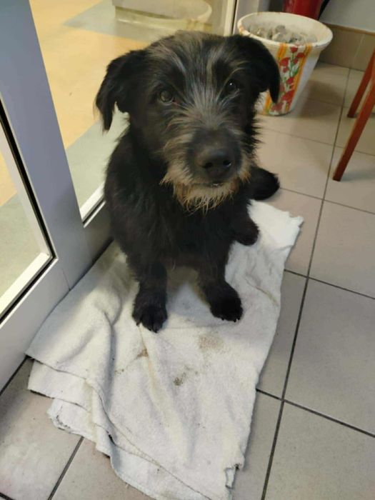 Piesek szuka domu tymczasowego/ stałego