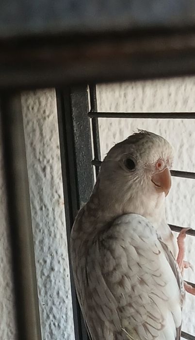 Aves, ninhos e papa Nutribird A21