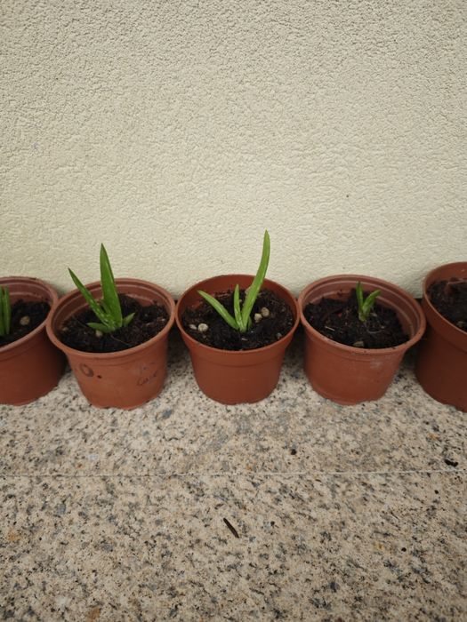 Vendo  Aloe vera