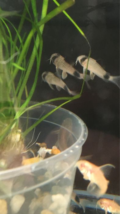 Kirysek Panda.