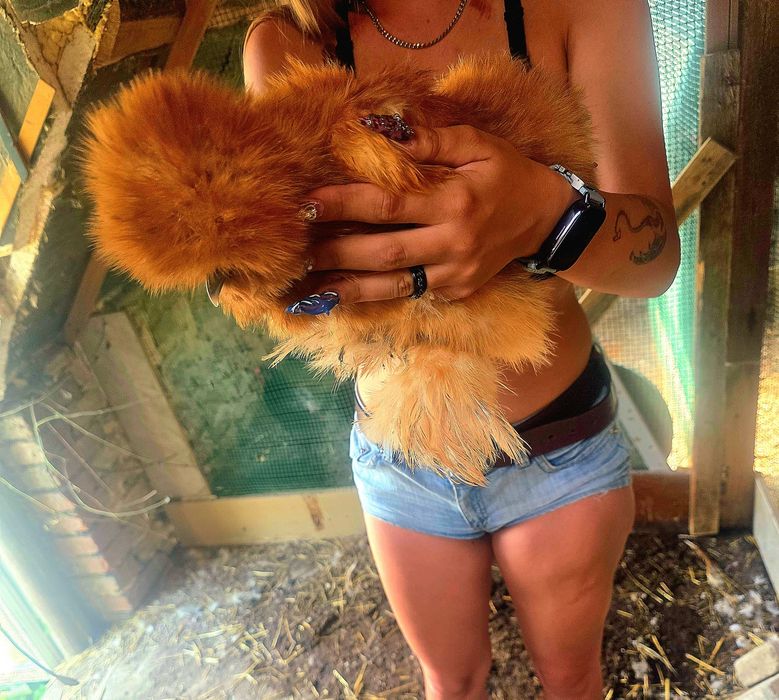 Kury araukany kury silki Rosy naturalne ekologiczne pisklaki silki pisklęta araukany kaczki czubatki biegusy indyjskie zielononóżki dominant blue