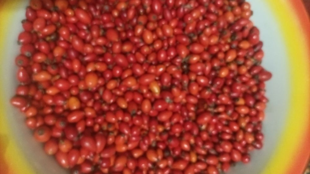 Продам шипшину сушену з Карпат