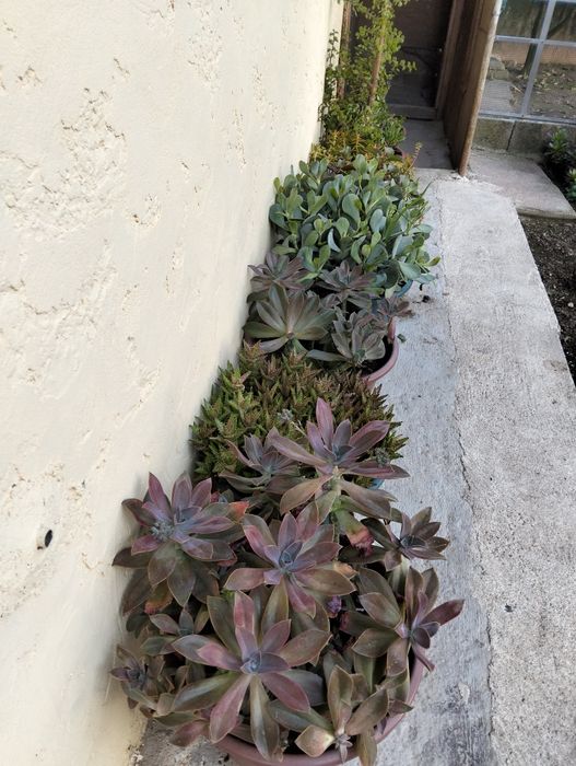 Cactos diversos.