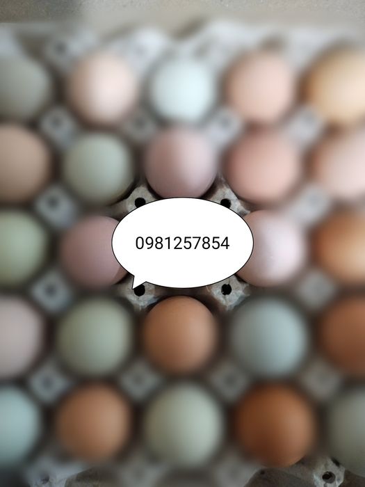 Інкубаційне яйце імпорт та Україна