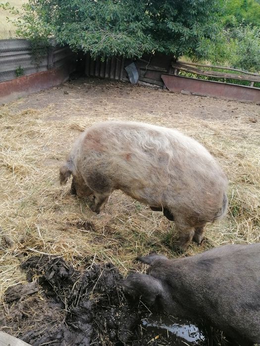 Угорська пухова мангалиця