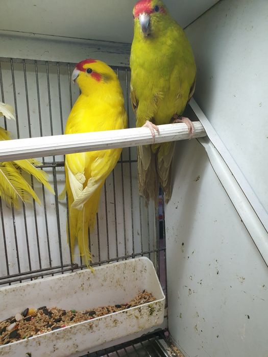 Karakakis lindissimos