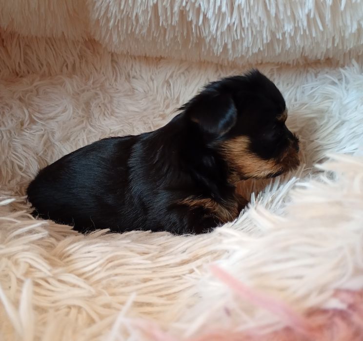 Yorkshire Terrier