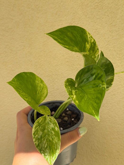Planta Pothos Marble Queen