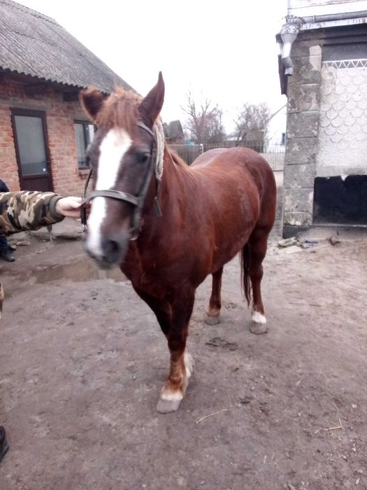 Продам кобилу 6 років