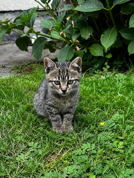 Кошенята- хлопчики в добрі руки