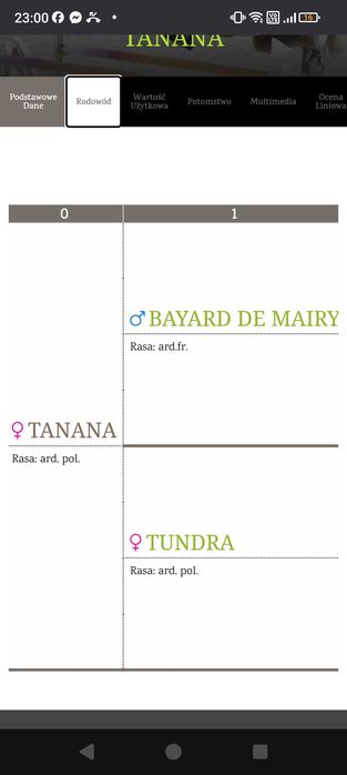 Klacz 2 lata Arden Polski