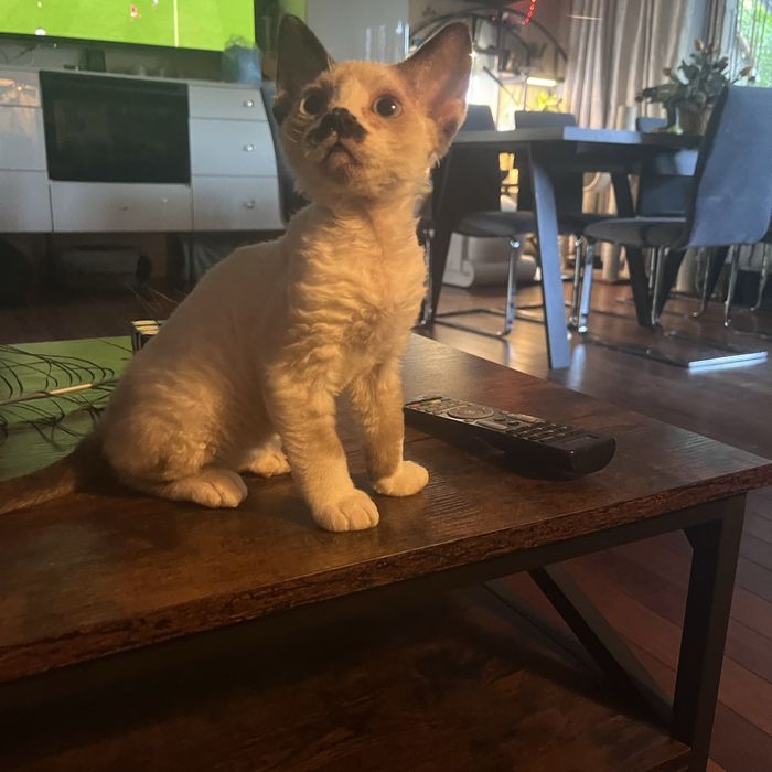 Dyzio - bajbardziej upierdliwy i miziasty kocurek z  Devon Rex