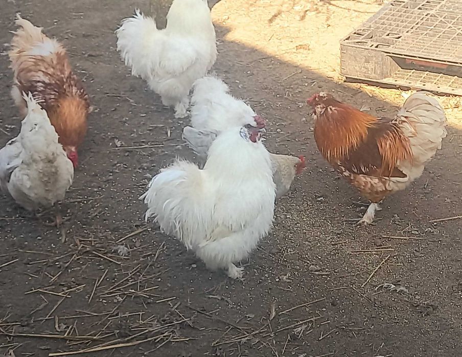 Kuguty jedwabiste silki