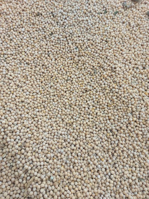 Groch siewny astronaute