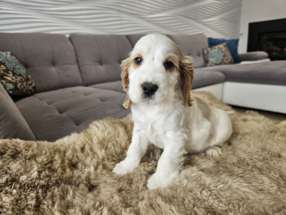 Piesek Cocker Spaniel Angielski