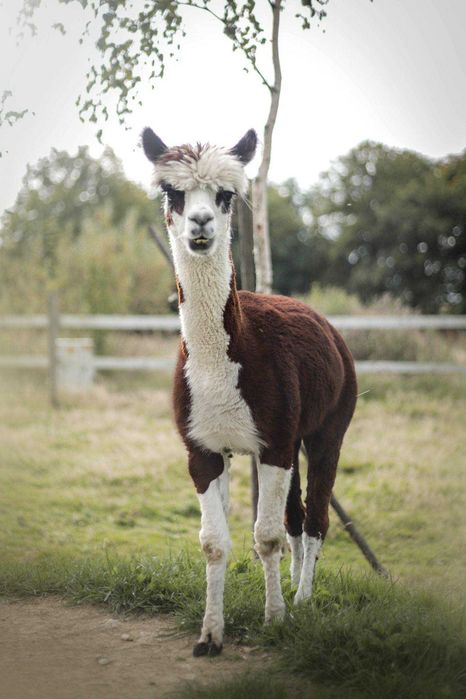 Alpaka samiec huacaya