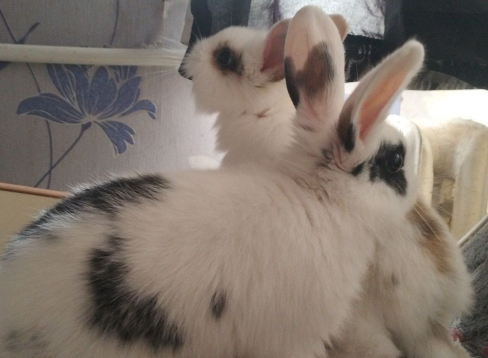 Декоративні кролики