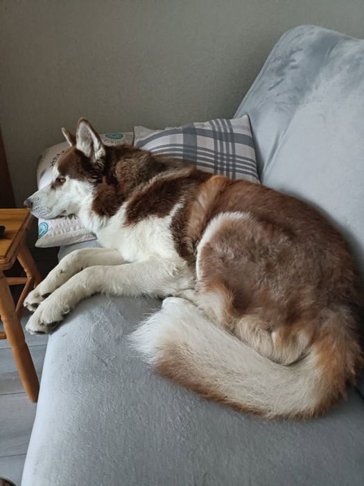 Oddam psa husky, 3 letni