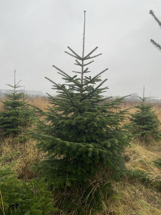 Choinki choinka jodła kaukaska z dowozem