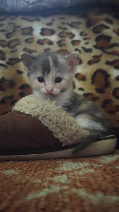 Котята в добрые руки!