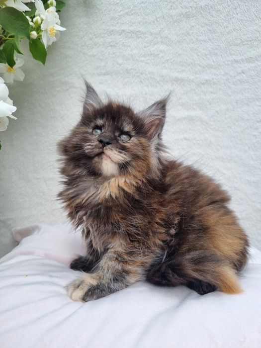 Maine Coon kotka z rodowodem