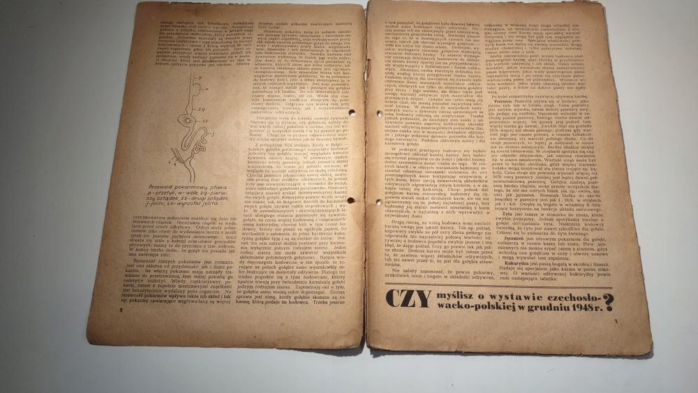 Hodowca gołębi pocztowych 9 1948
