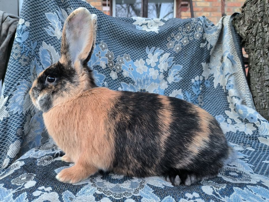 Японський кролик