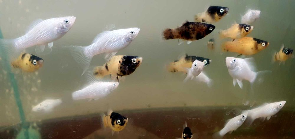 Гуппи, Пецилия, Моллинезия