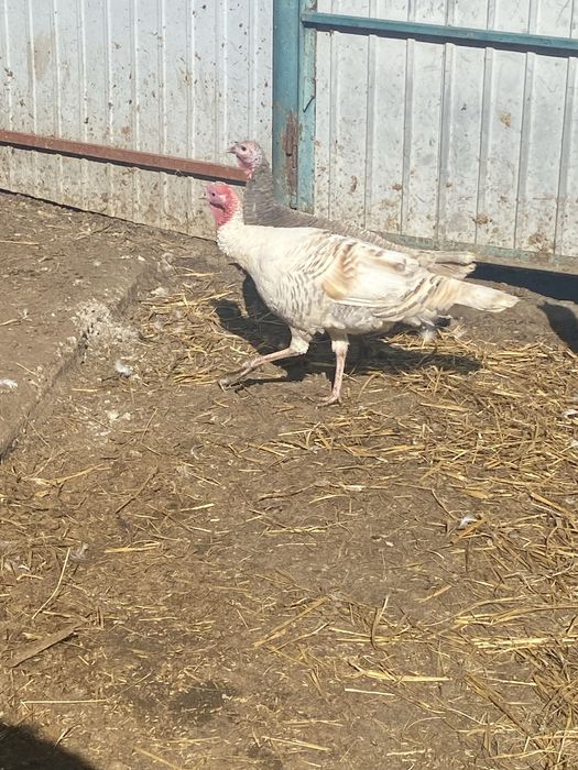 Минулррічний індик