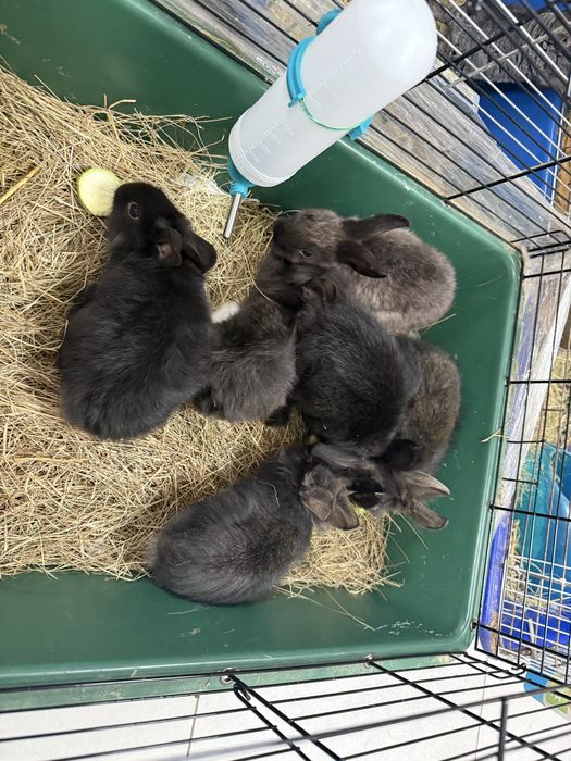 Карликовый кролик ( 1,5 месяца)
