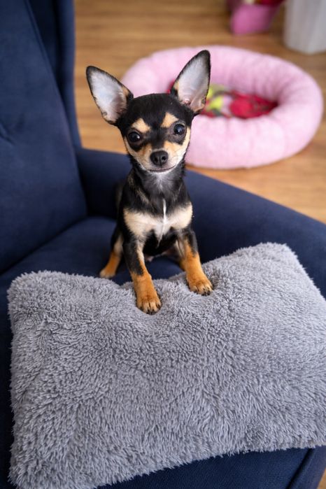 *Elsa* czarna sunia chihuahua