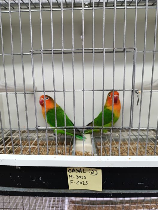 Casal de agapórnis fischeris verdes  ancestrais