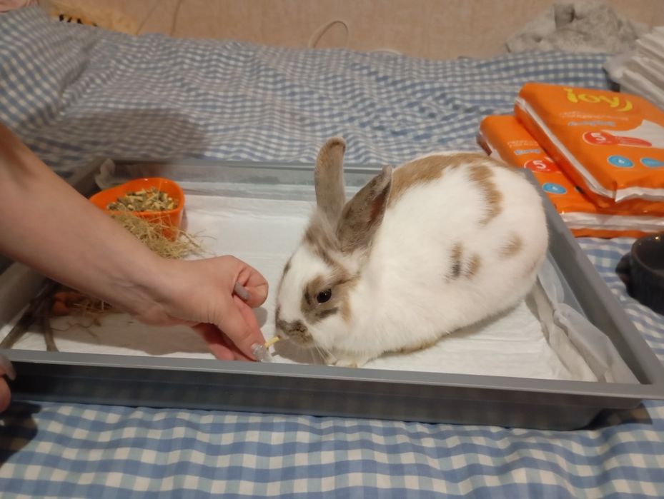 Кролик  декоративный , со всеми комплектующими.