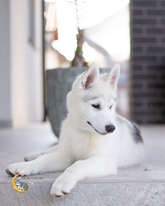 Szczeniak Siberian Husky z rodowodem ZKwP/FCI
