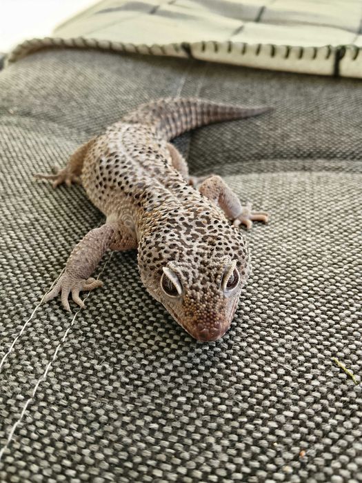 Gekon super Giant